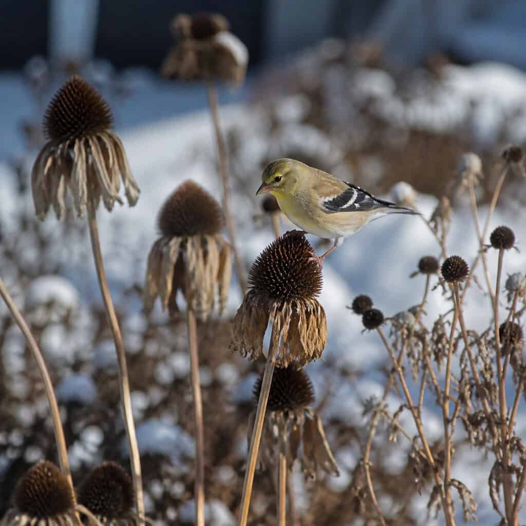 Snipping Off the Seedheads
