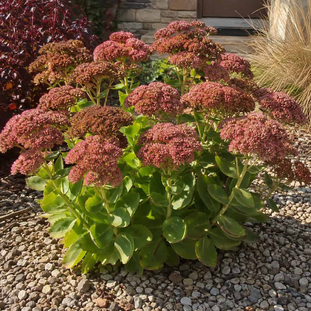 'Autumn Joy' Sedum