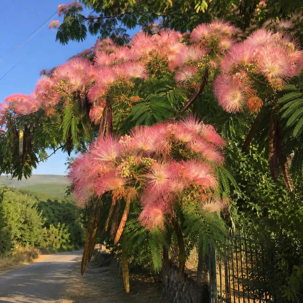 Mimosa (Silk Tree)