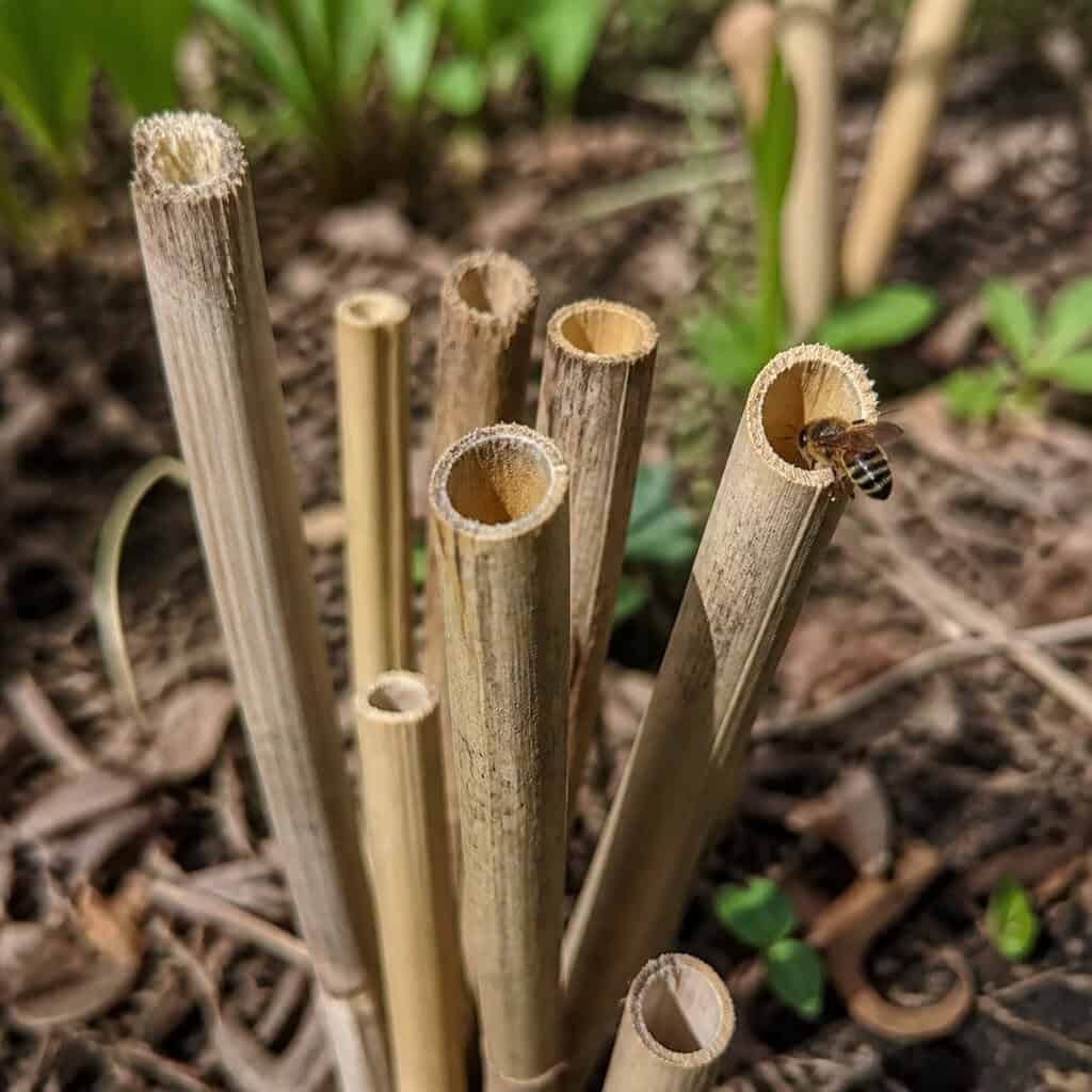 Clearing Out the Hollow Flower Stems