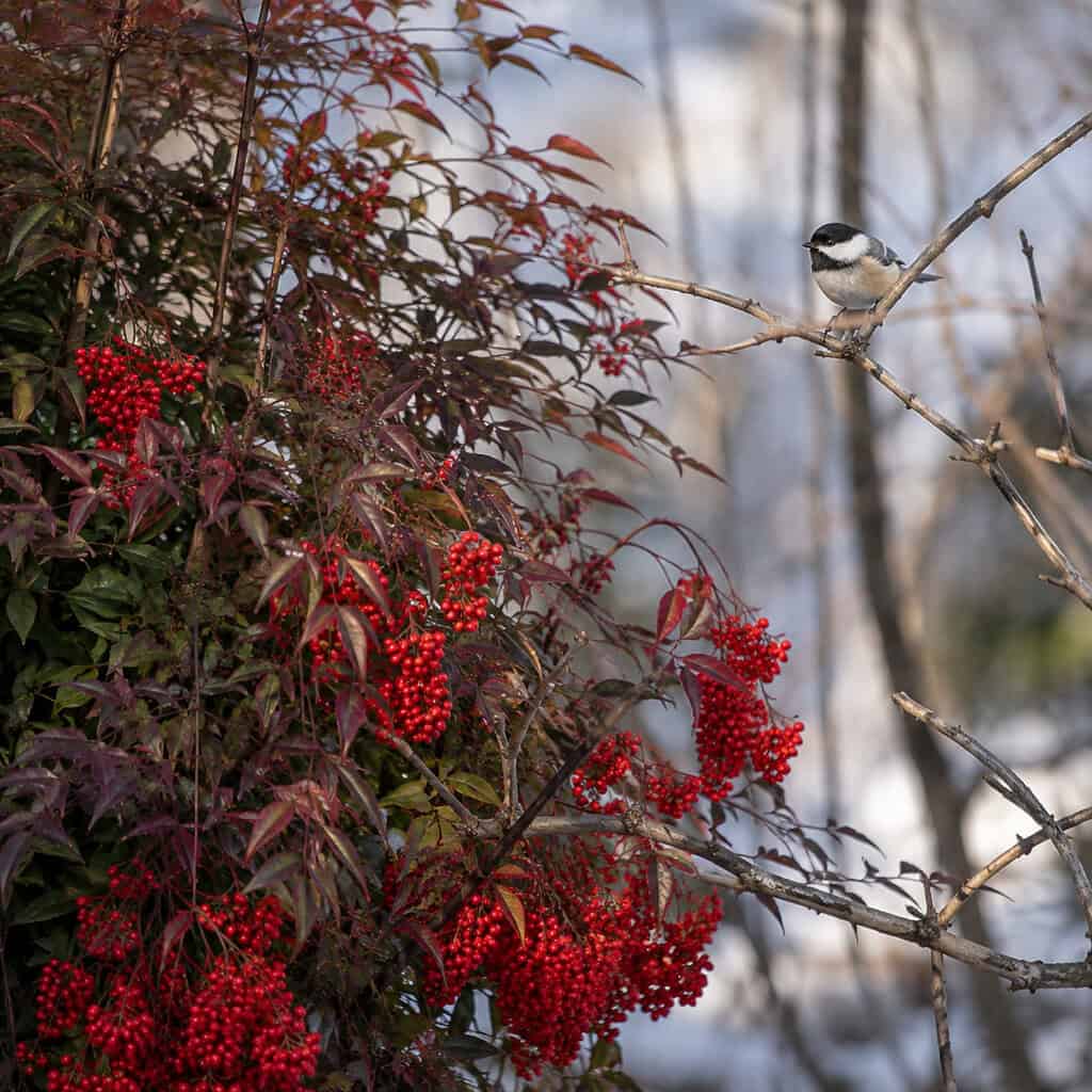 Nandina (Heavenly Bamboo)