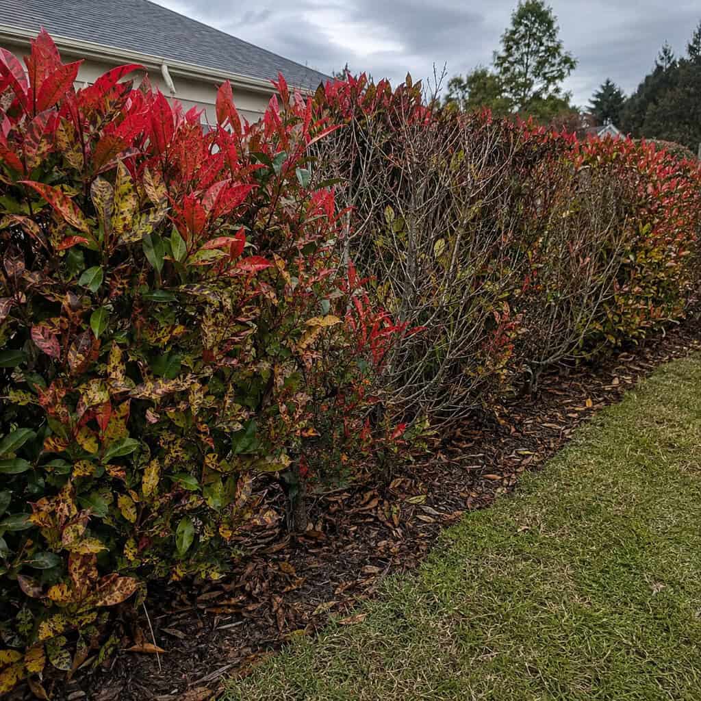 Red Tip Photinia