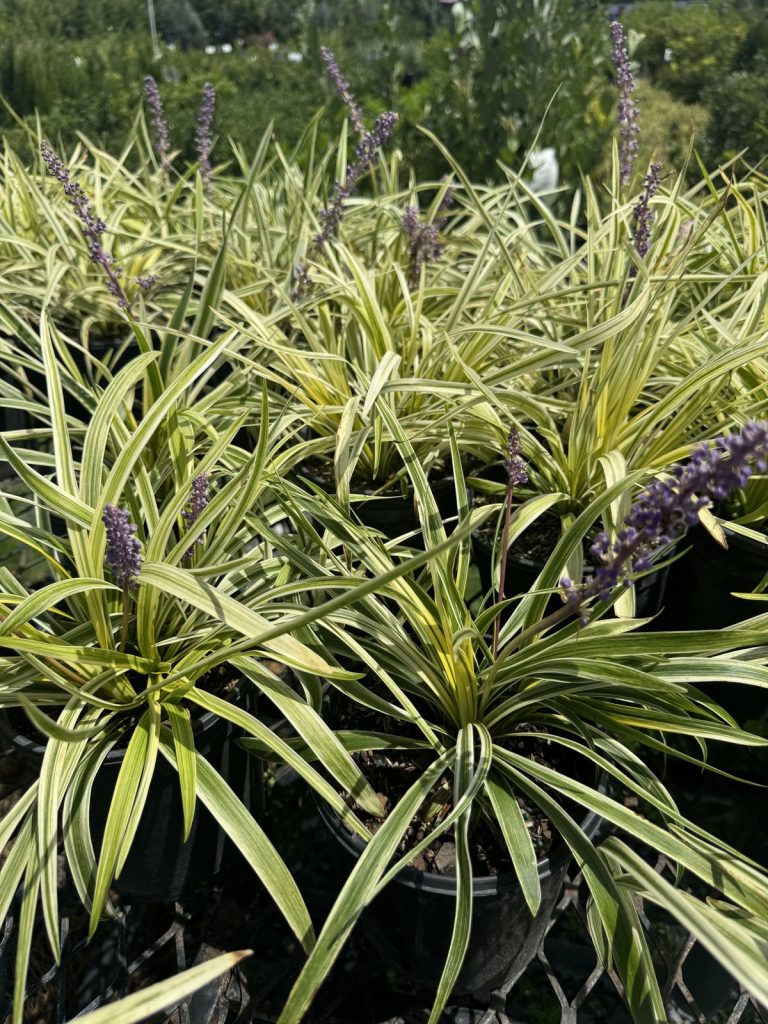Liriope (Green + Variegated)