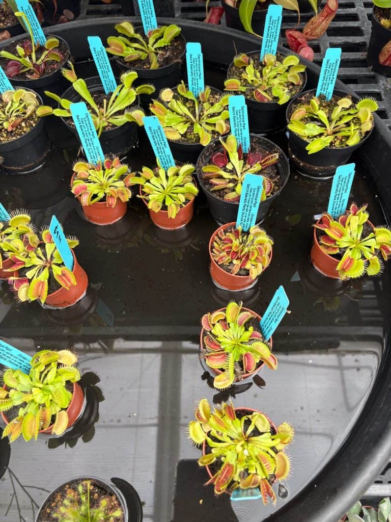 Venus Flytrap in a Sealed Plastic Dome
