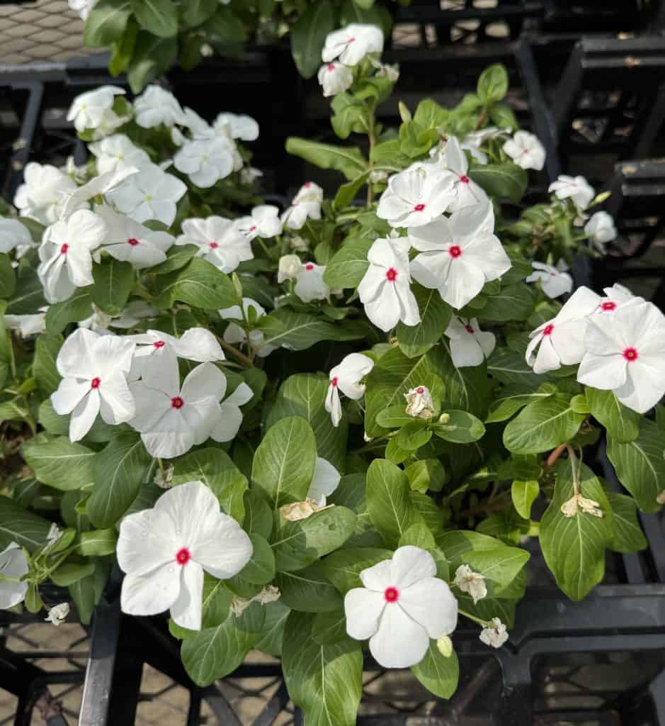 Vinca Minor (Periwinkle)