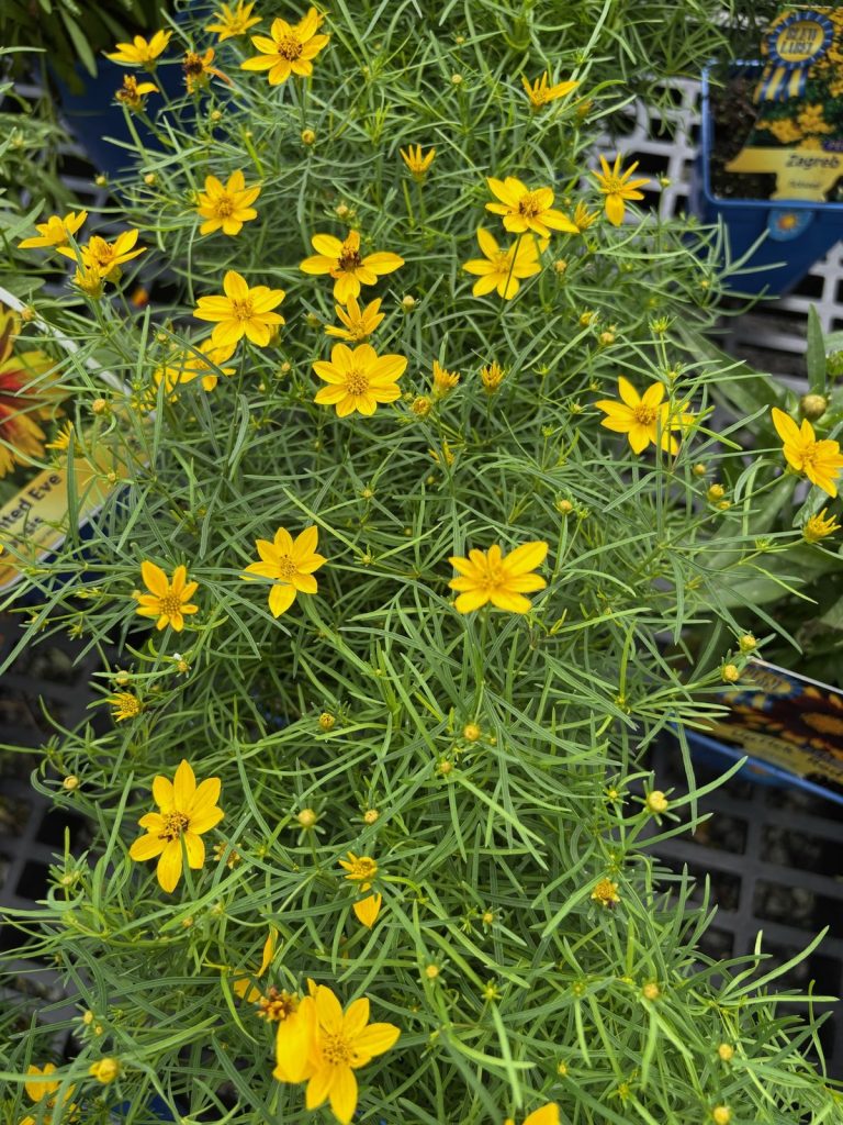 Zagreb Coreopsis