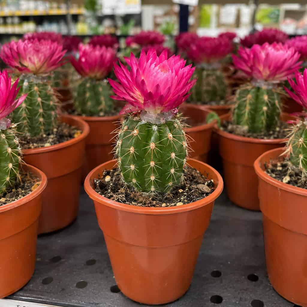 Cactus With a Glued-On Strawflower