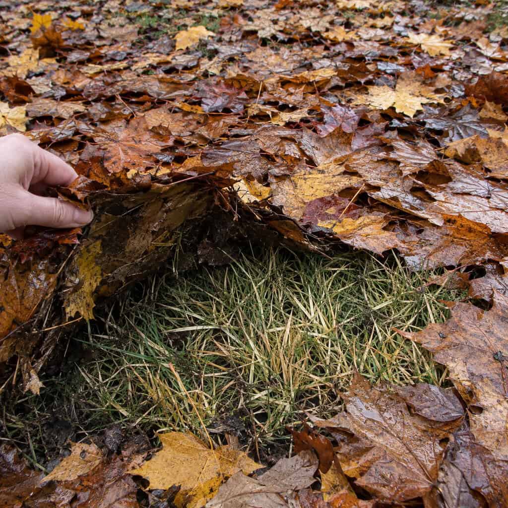 Stop Letting Leaves Sit Until the Weekend After Next