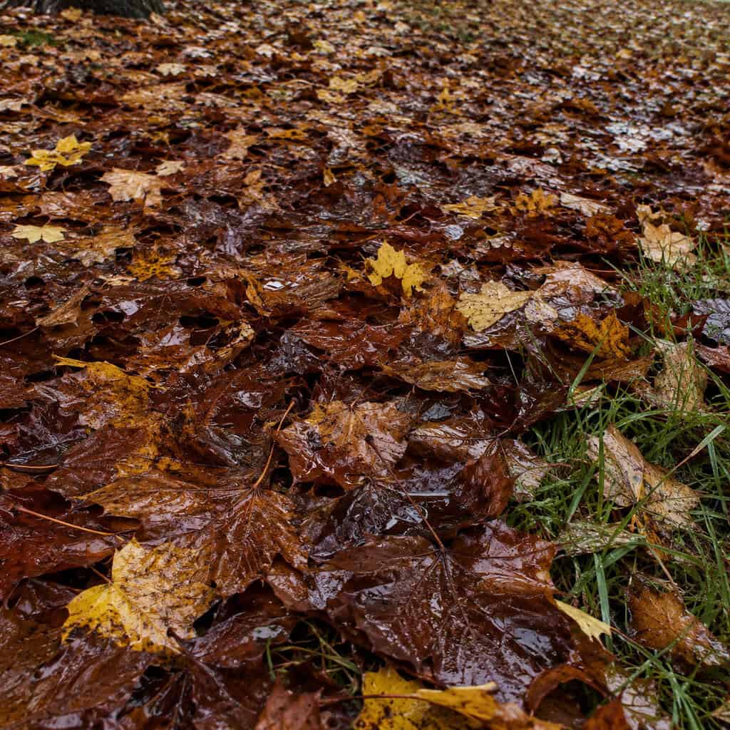 The Leaf Blanket Left to Mat Down