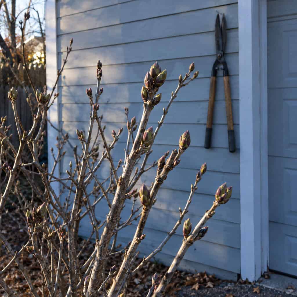 Shearing shrubs into shape 'while things are quiet'