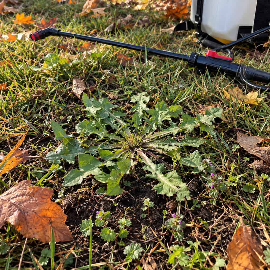 Stop Waiting Until Spring to Kill the Dandelions