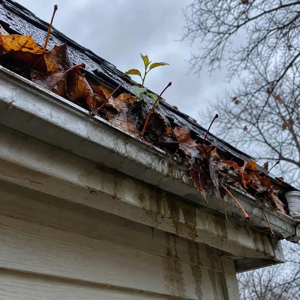 Gutters Packed With Maple Leaves