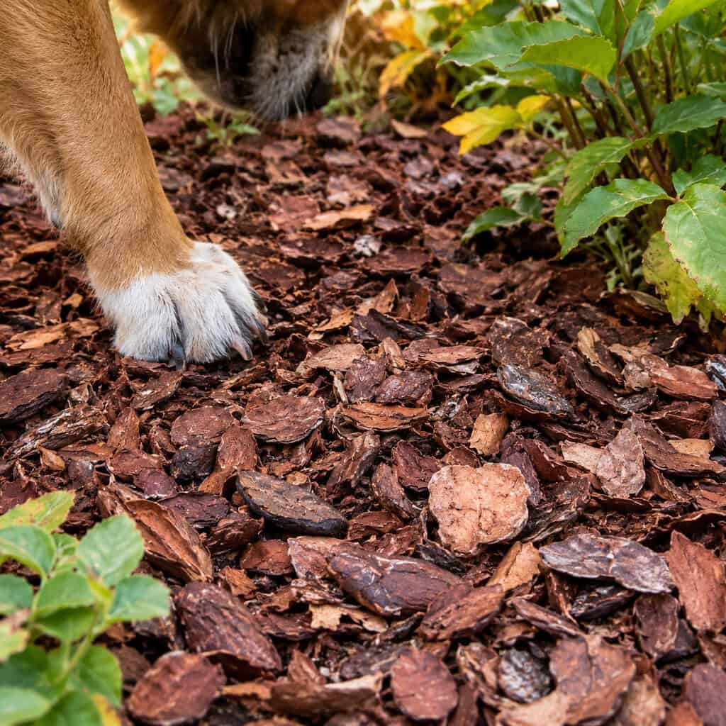 Cocoa Bean Shell Mulch
