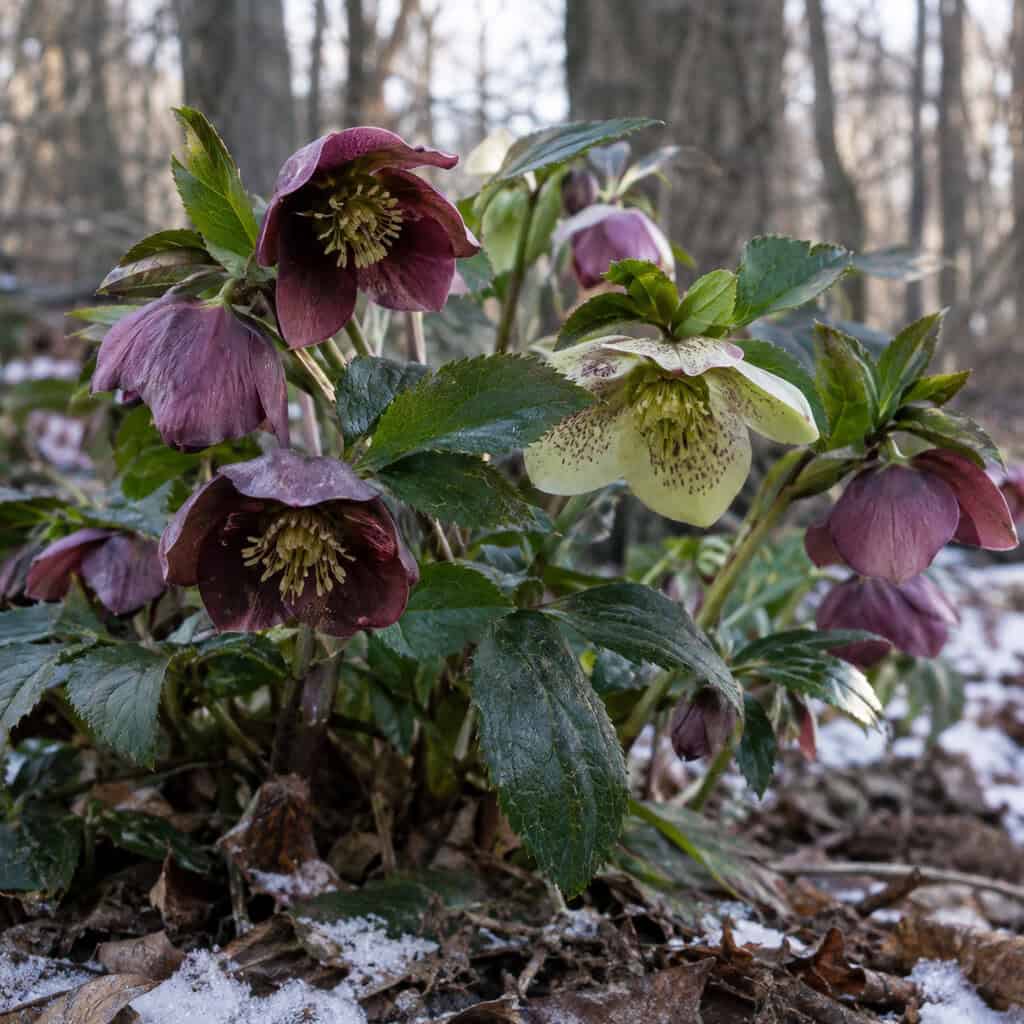 Hellebores (Lenten Rose)