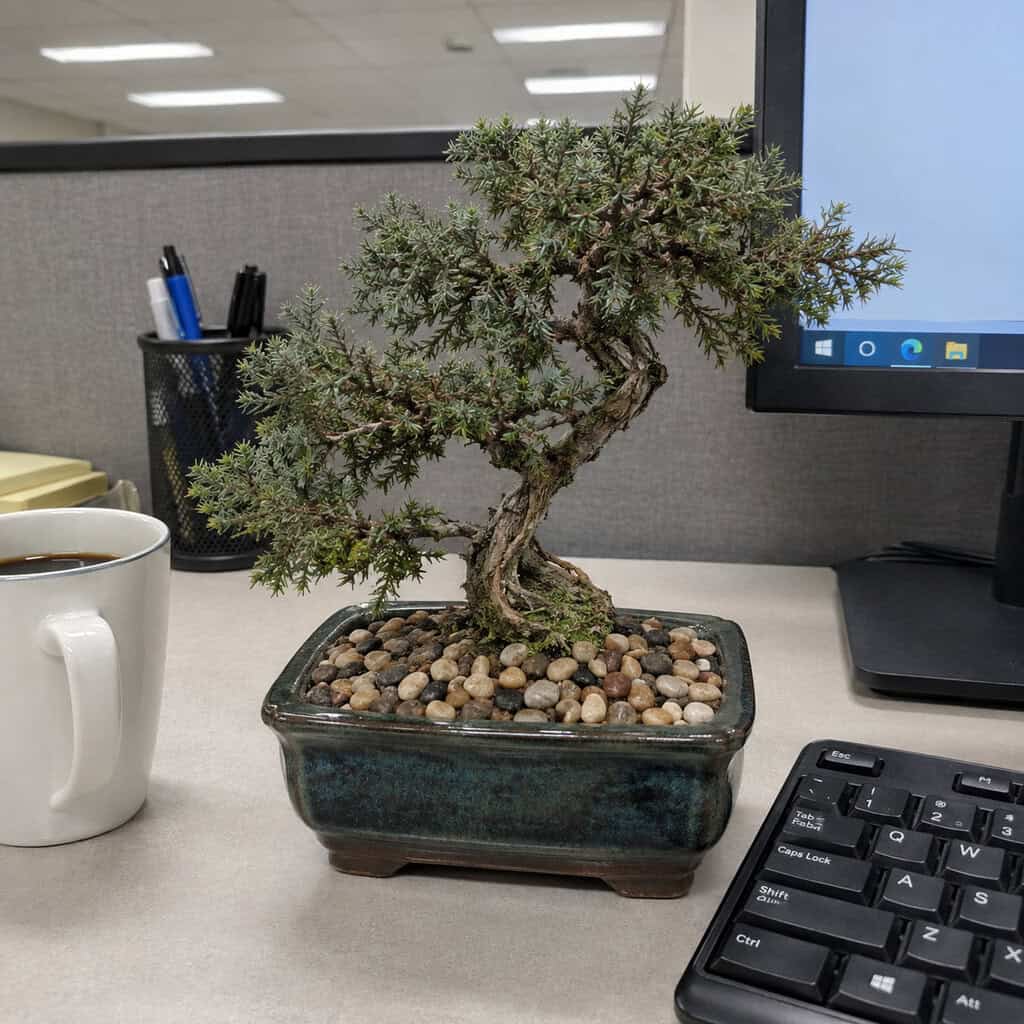 Juniper 'Mallsai' Bonsai