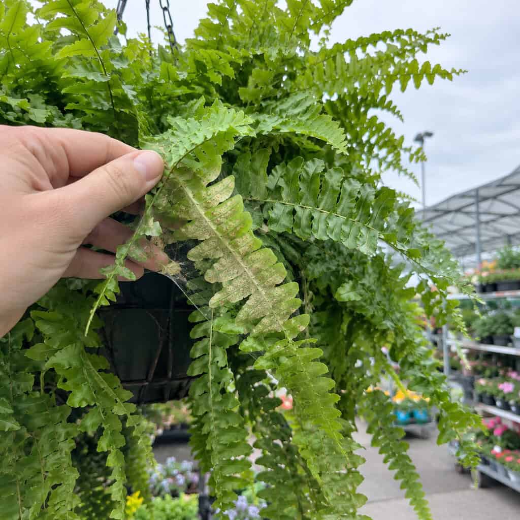 Boston Fern From the Outdoor Garden Section