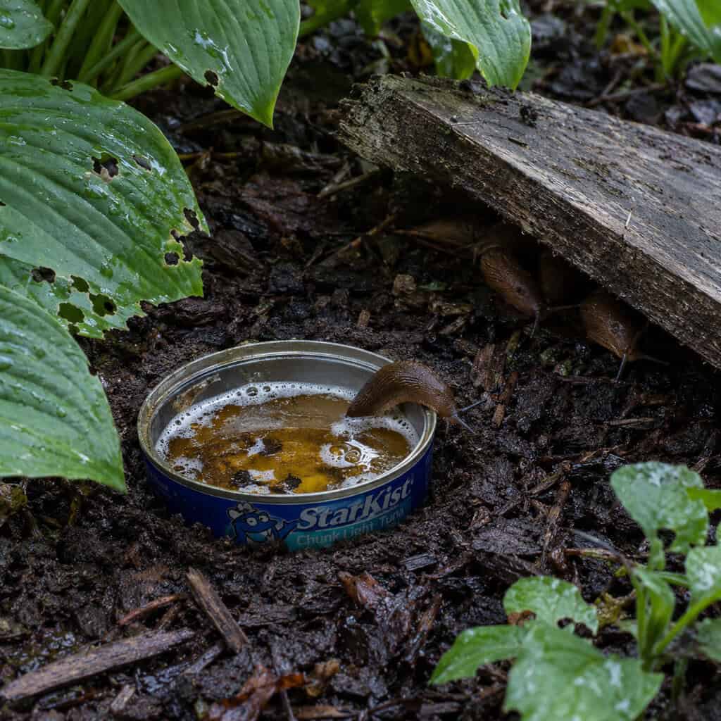 Beer Traps and Board Traps for Slugs