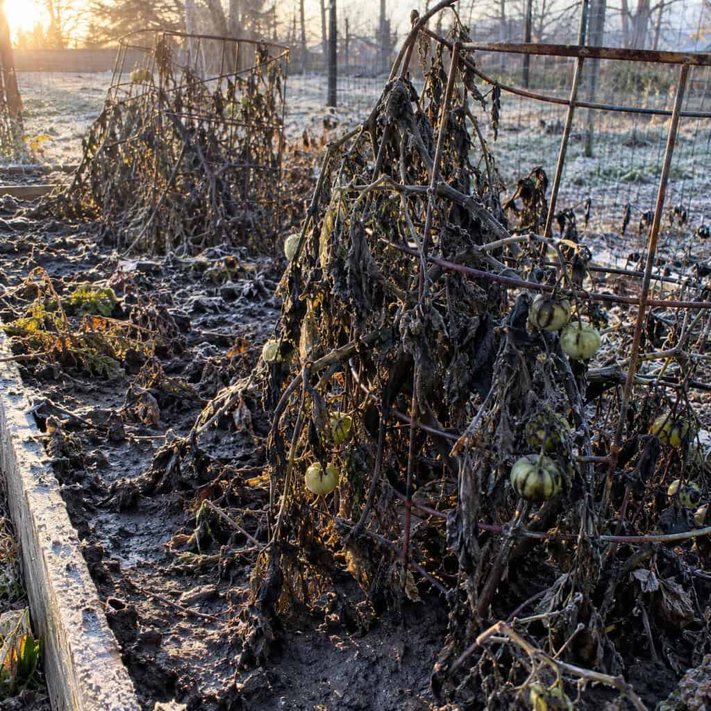 Blackened Tomato Vines and Leaning Cages