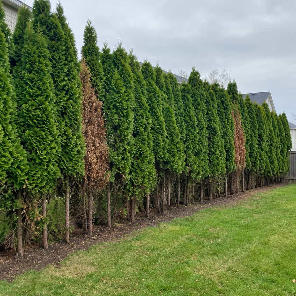 A Soldier Row of Matching Arborvitae