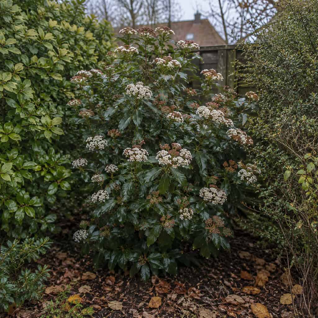 Prague Viburnum