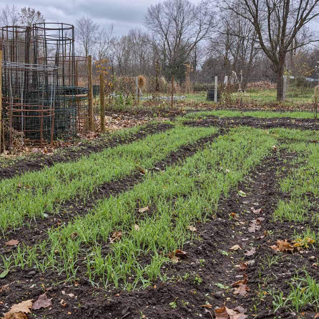 Winter Rye Sown Over the Empty Vegetable Garden