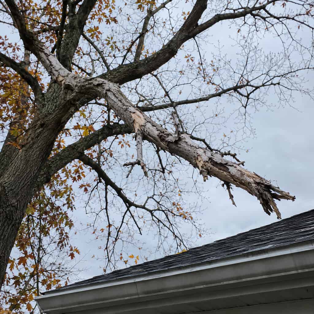 Dead, cracked, and overhanging limbs