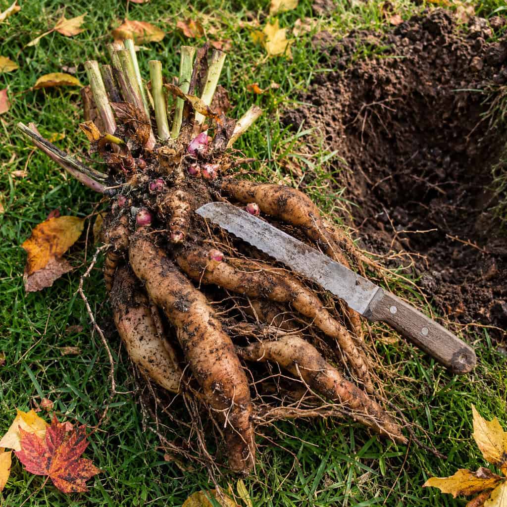Digging and Dividing the Peonies