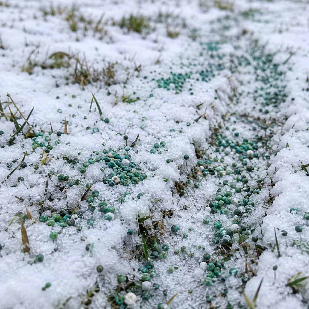 Spreading Winterizer on Frozen or Snow-Covered Ground