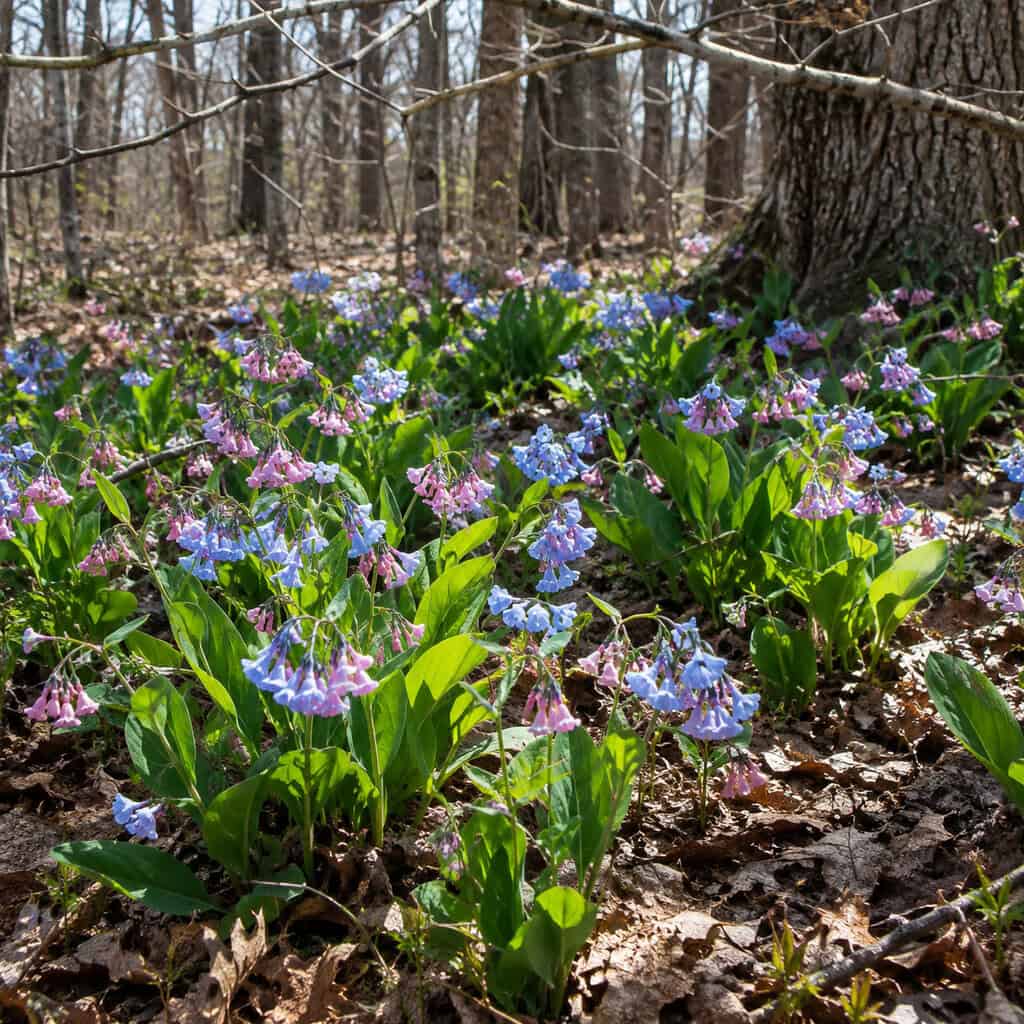 Virginia Bluebells