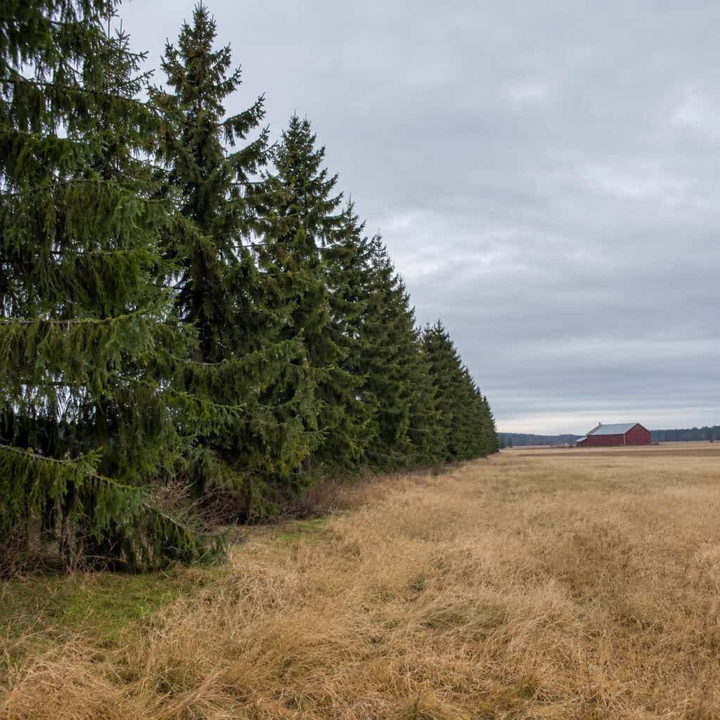 Norway Spruce