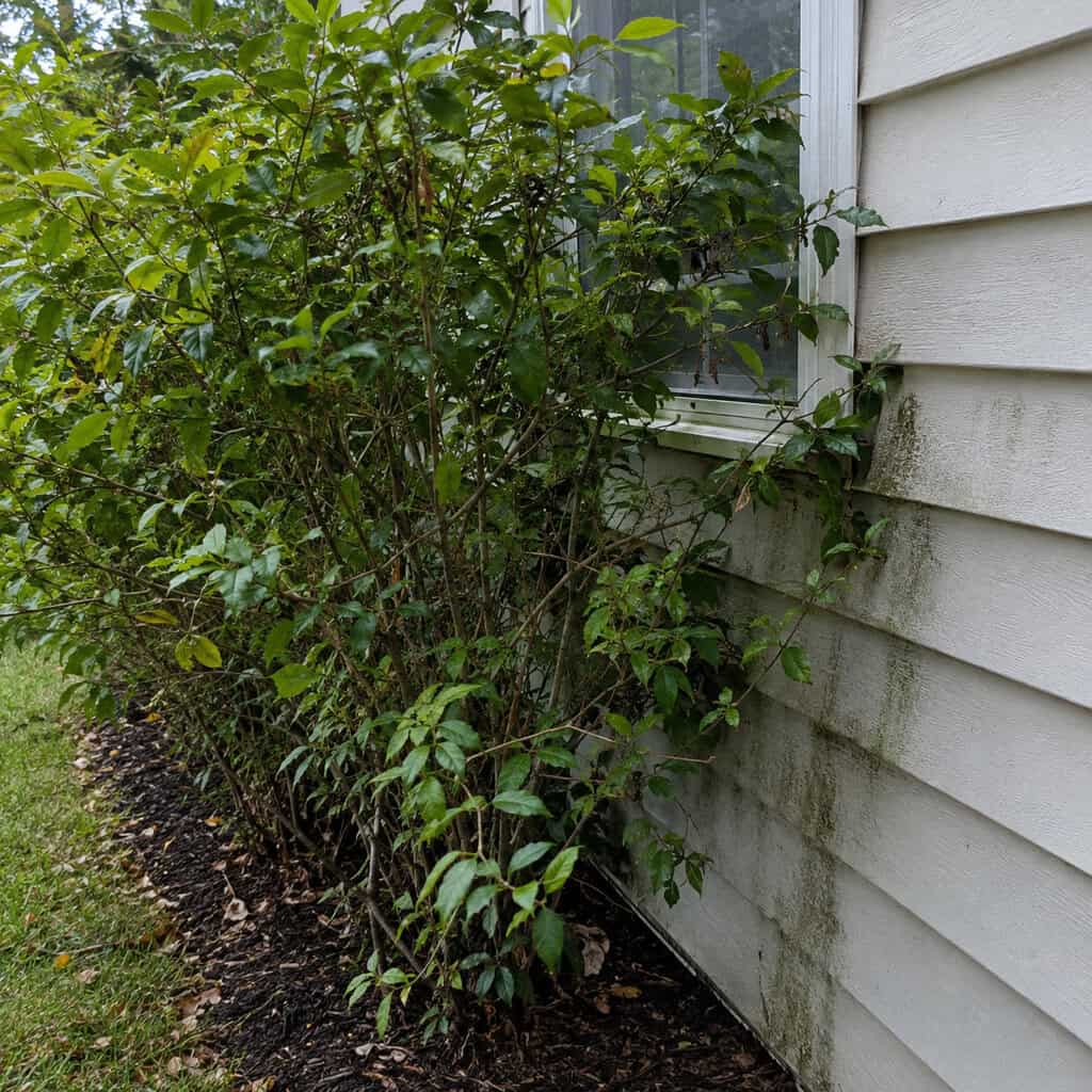 A Single-File Line of Shrubs Tight Against the House