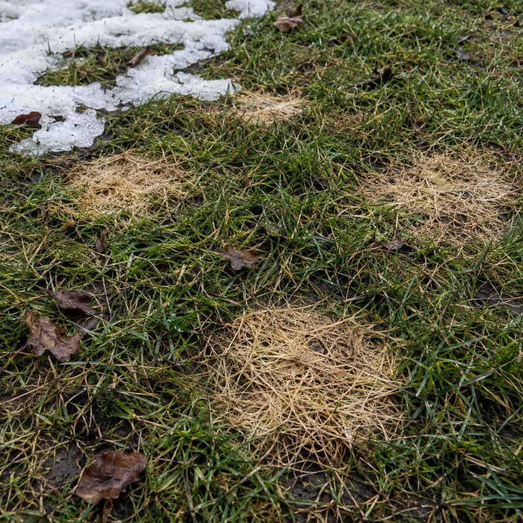 Preventive Snow Mold Fungicide