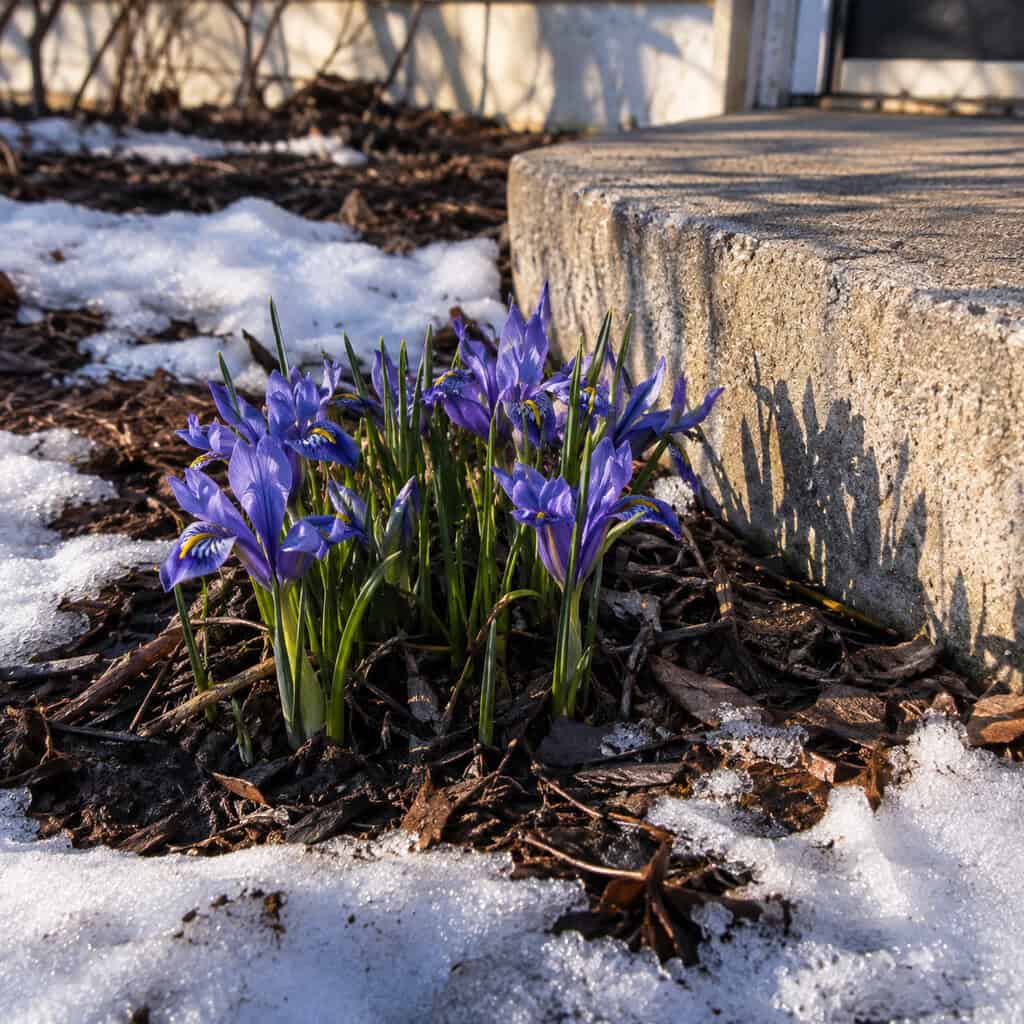 Dwarf Iris (Iris reticulata)