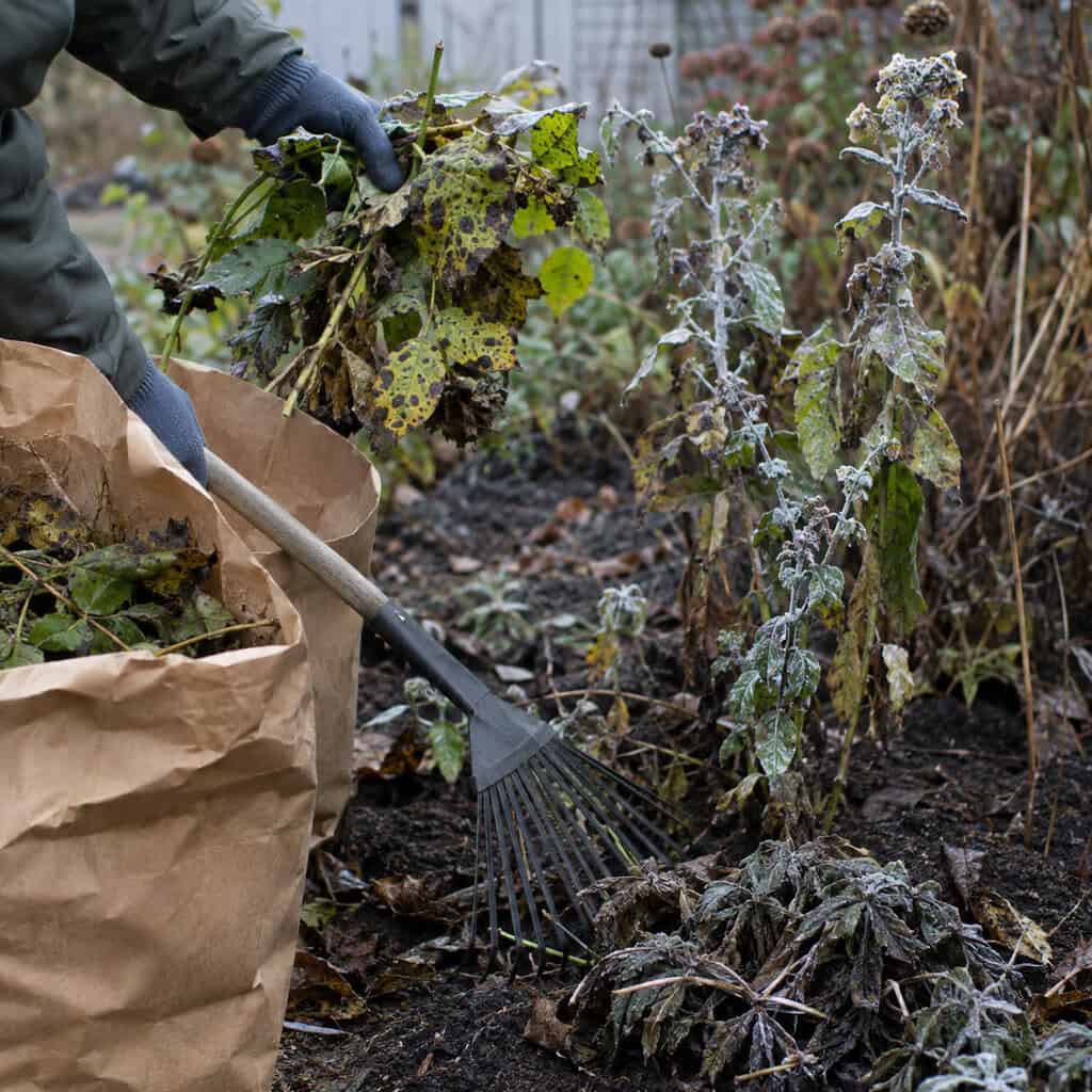 Strip the Diseased Foliage Out of the Beds and Trash It