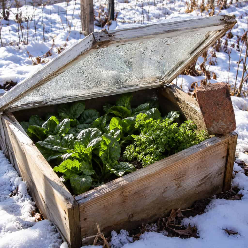 The Cold Frame Under the Old Storm Windows