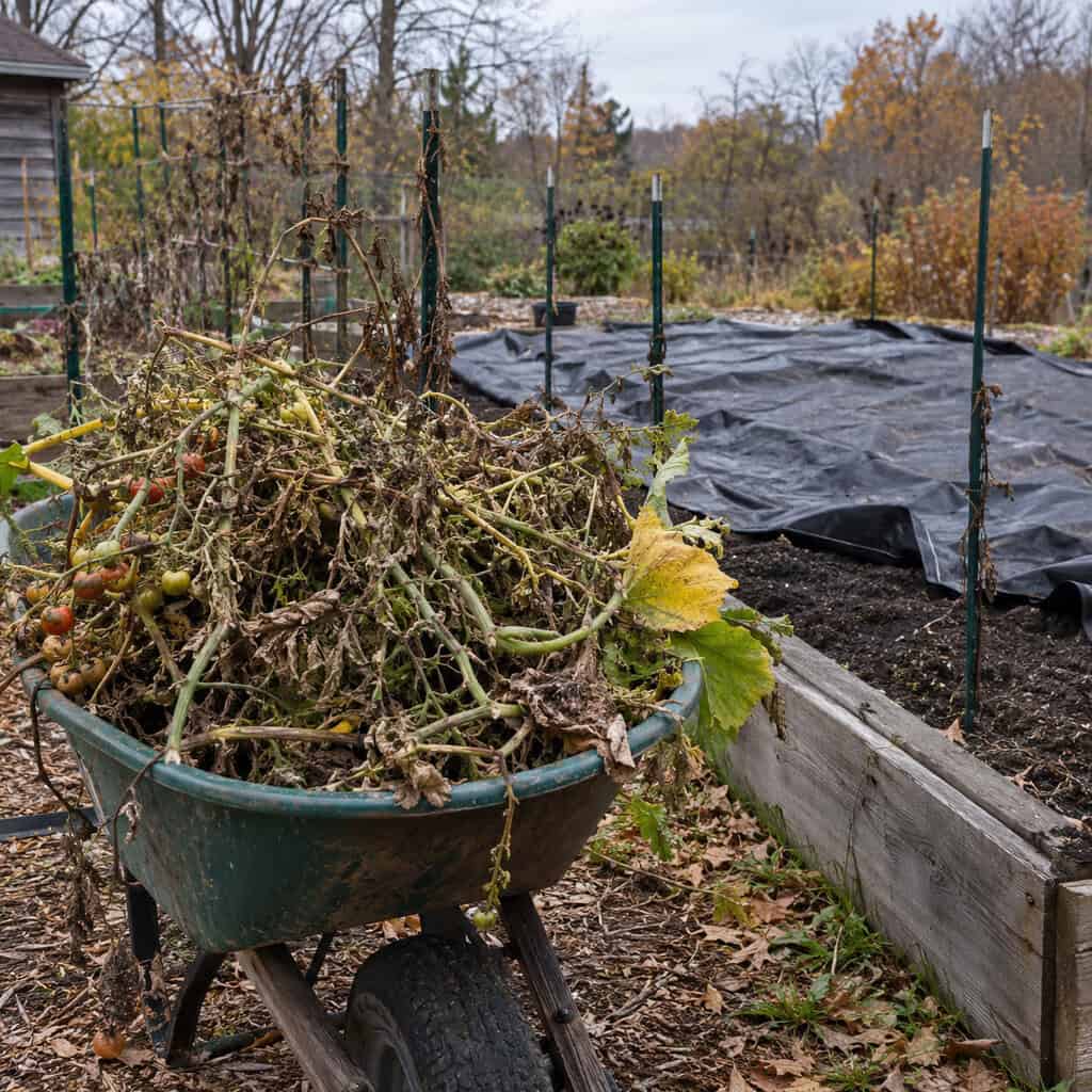 Tilling the vegetable garden