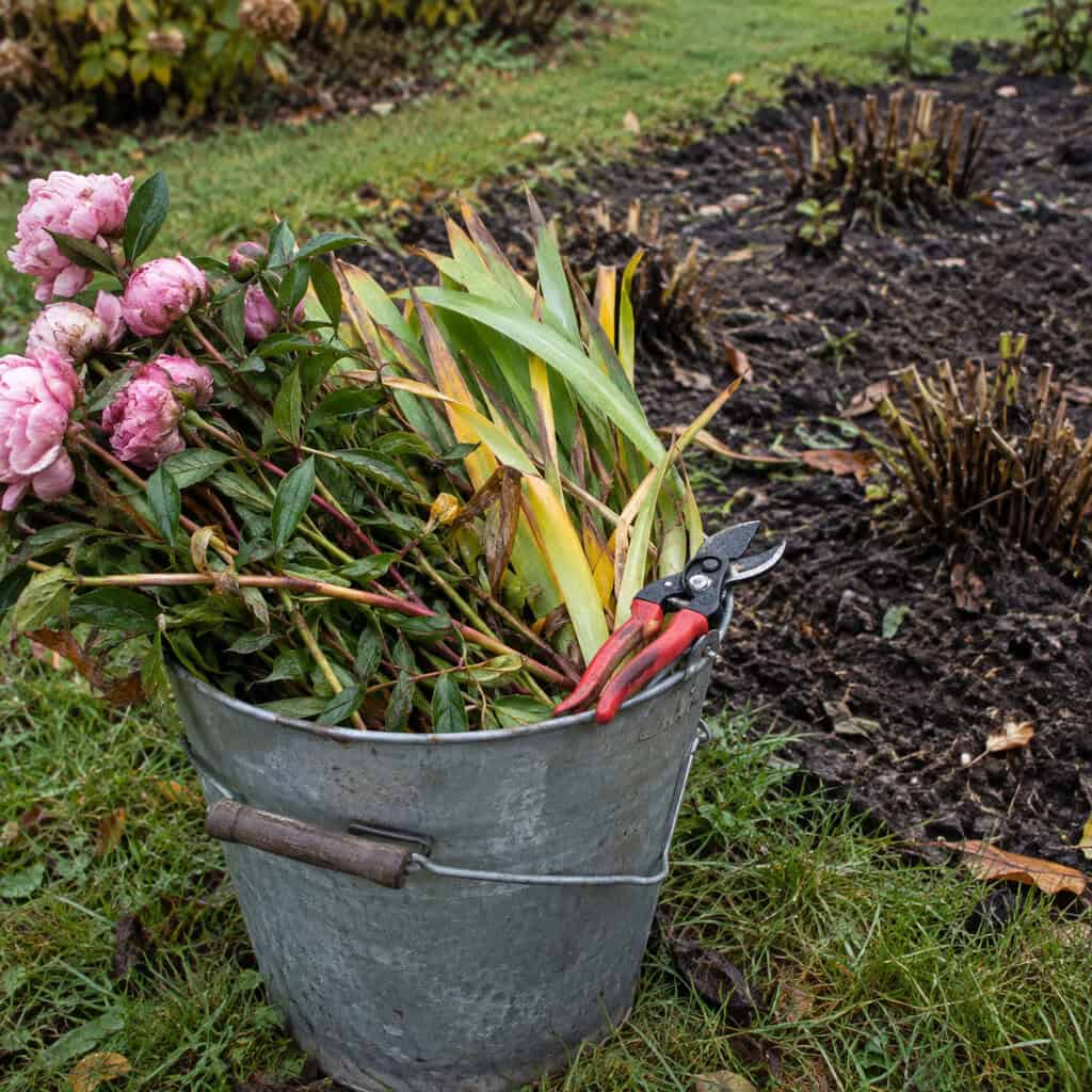 Cutting Down the Peony and Iris Foliage — and Never Composting It