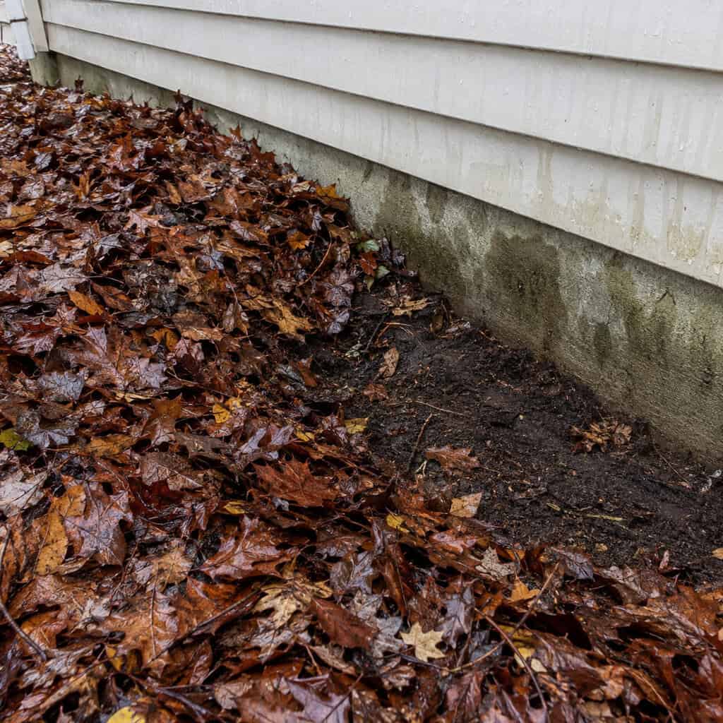 Clearing the three-foot zone against the foundation