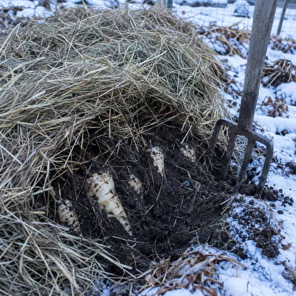 Parsnips and Carrots Left in the Ground Under a Hay Blanket