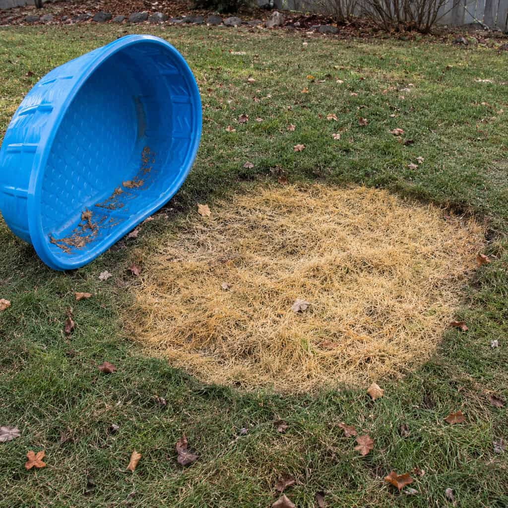Clear Every Object Off the Grass Before Snow