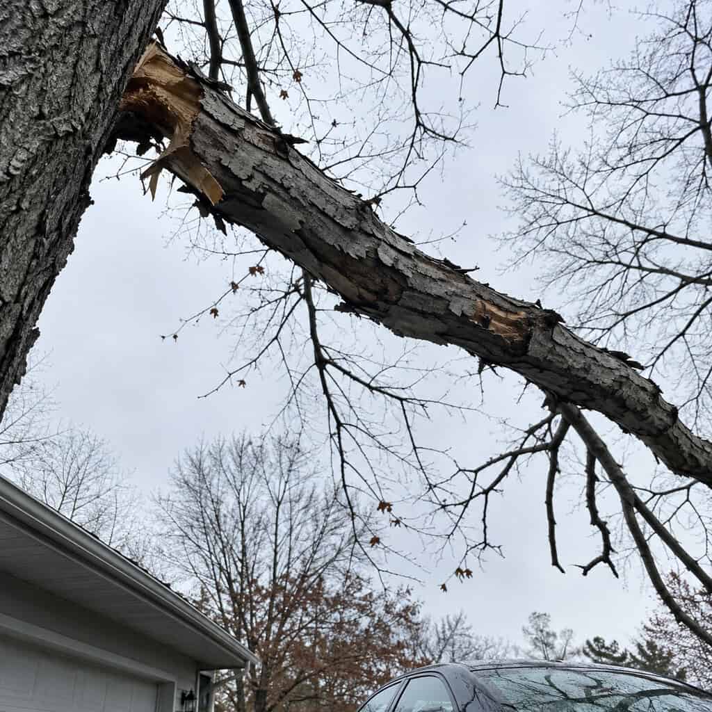 Dead Limbs Left Hanging Over the Driveway