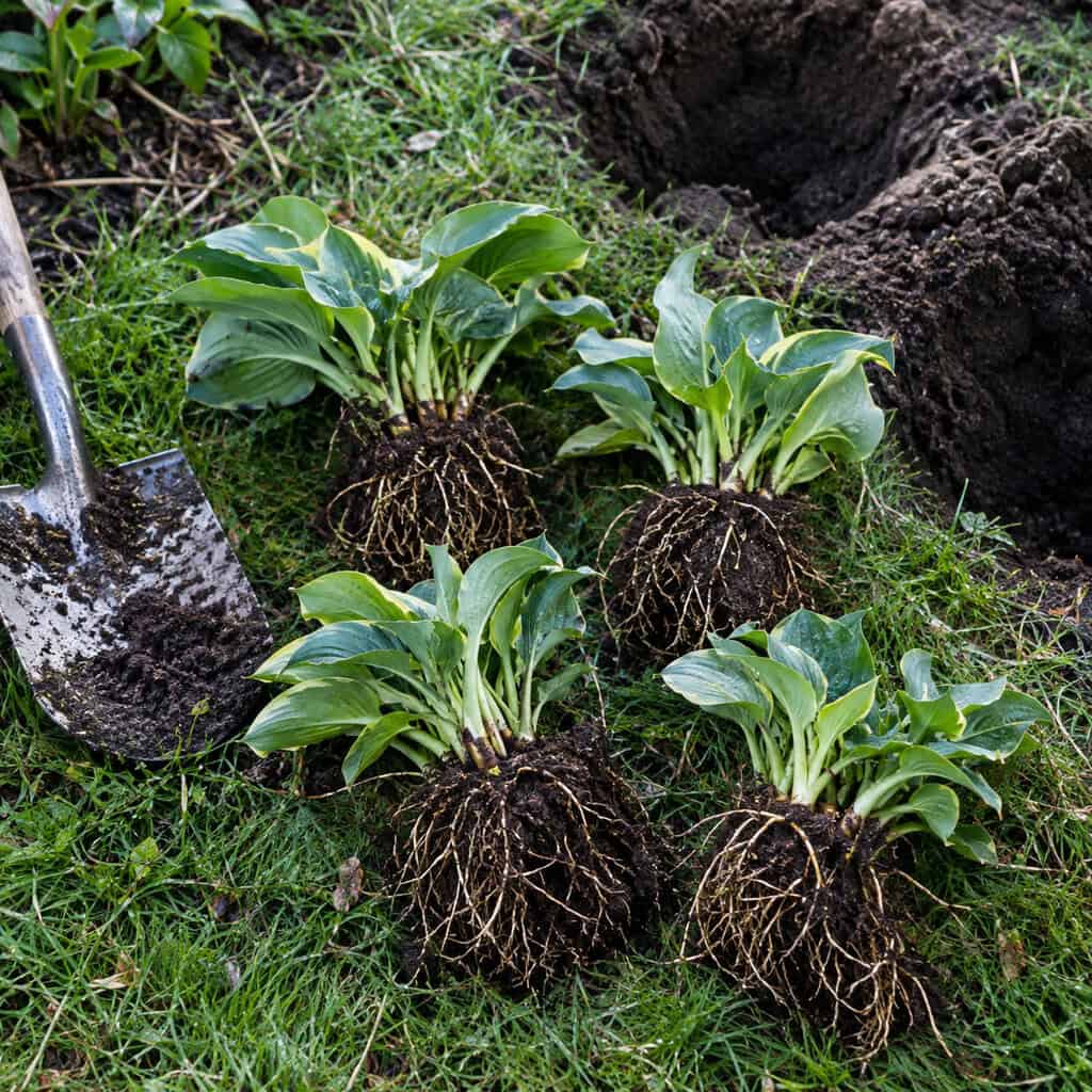 Divide Perennials Into Free Plants
