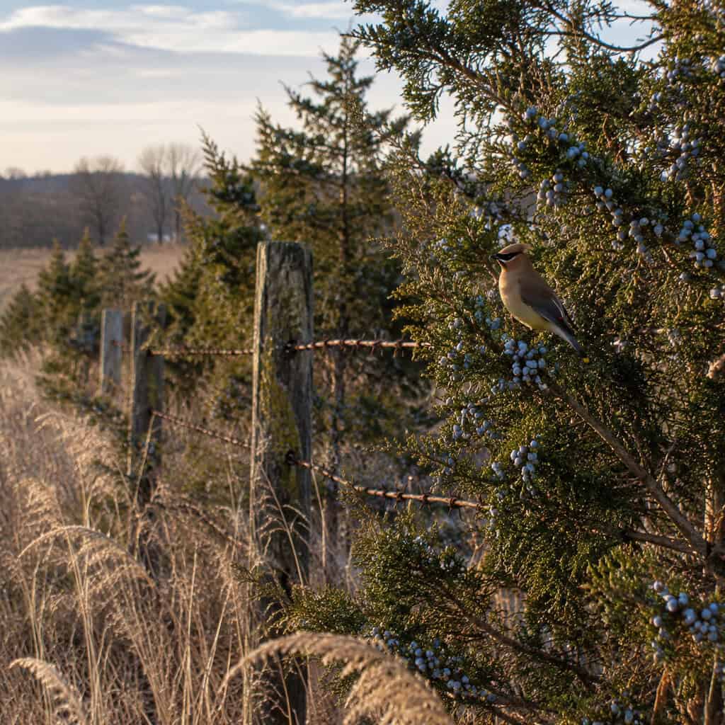 Eastern Red Cedar