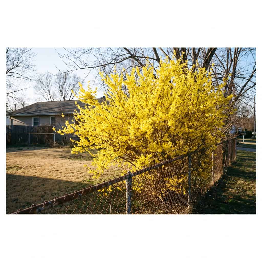 Forsythia