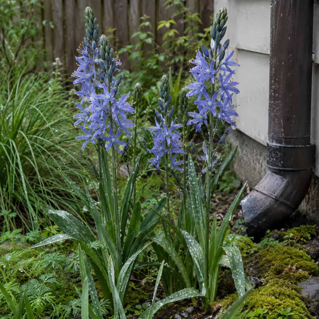 Camassia