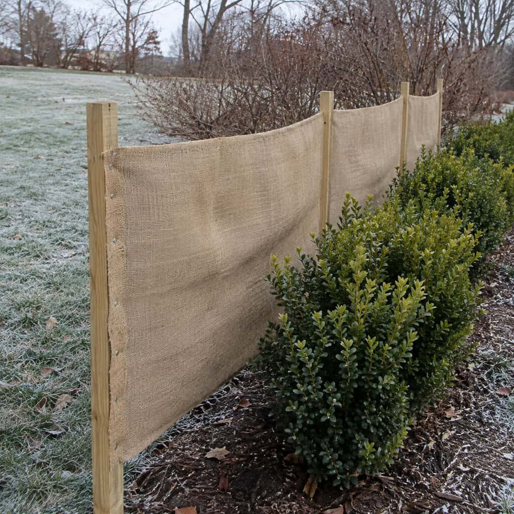 Screen the Boxwood and Broadleaf Evergreens From Winter Wind