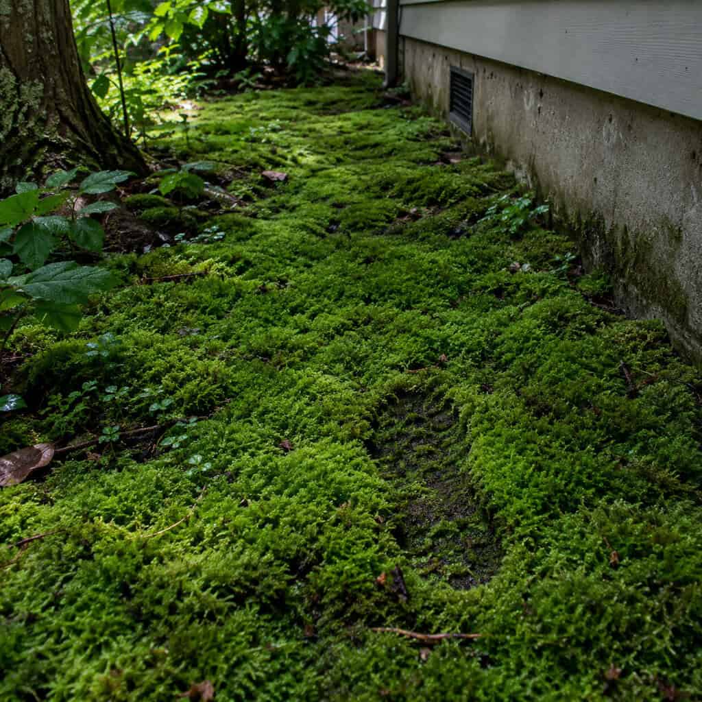 A Carpet of Moss Where the Lawn Should Be