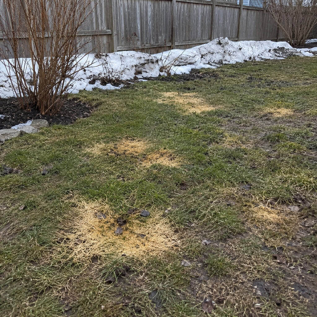 Dog Waste Left to Accumulate Under the Snow