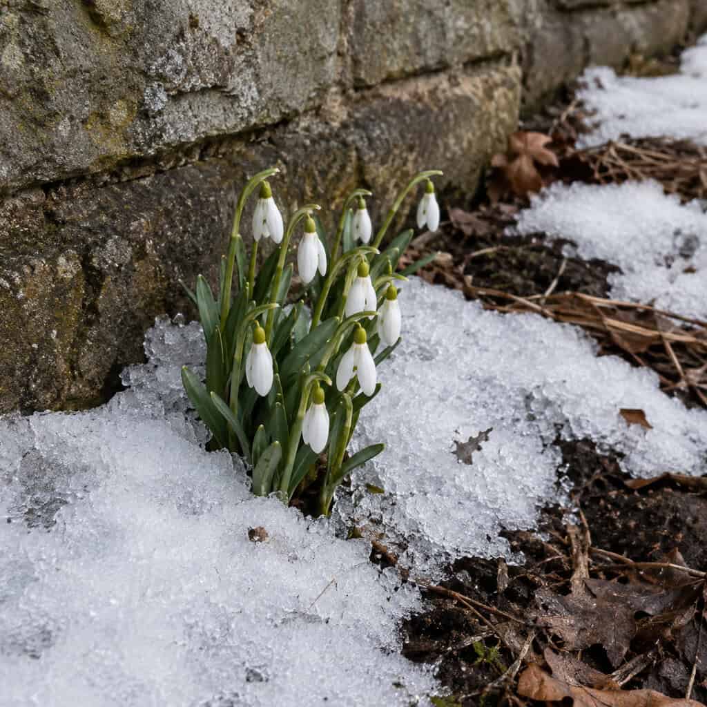 Snowdrops