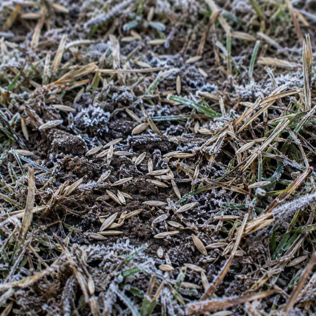 Dormant seeding the thin spots